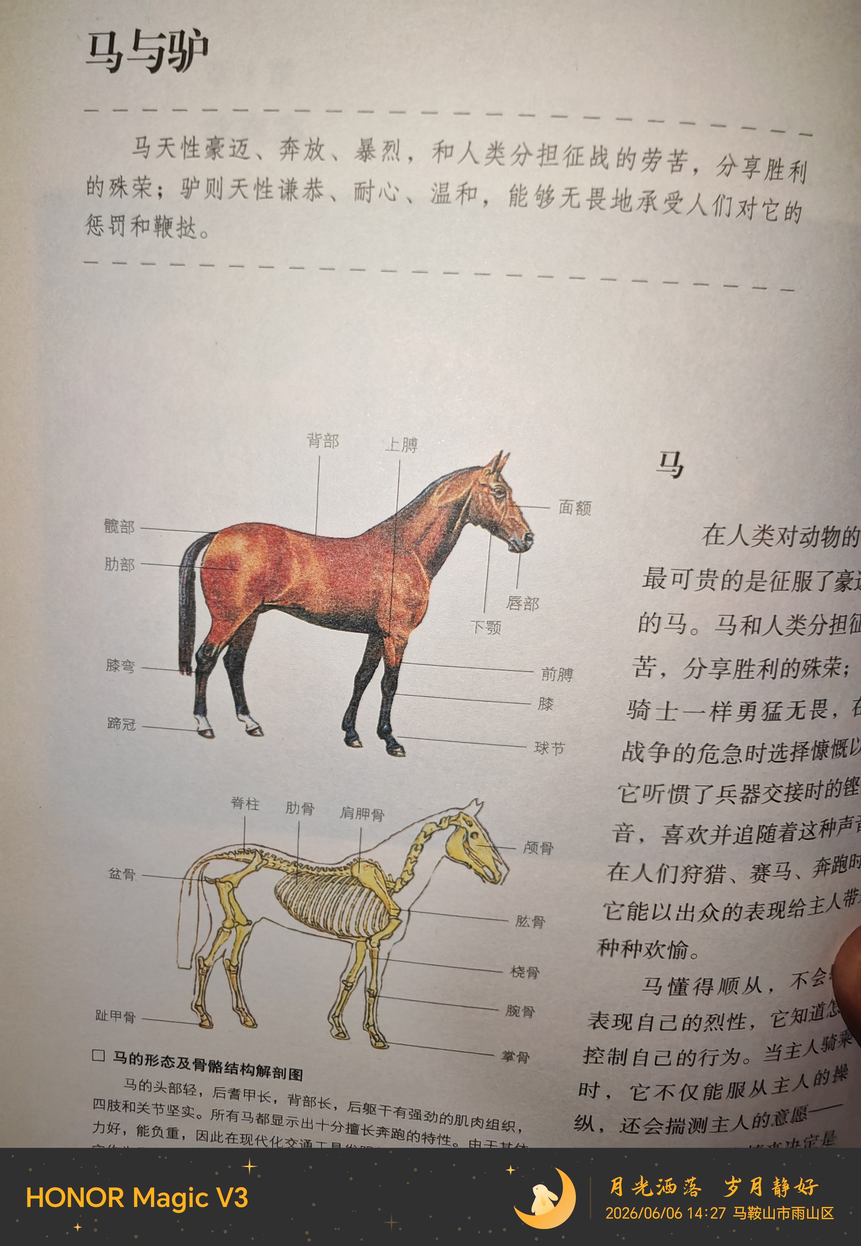 马=驴,马鞍山 - 网络杂谈 马鞍山OK论坛